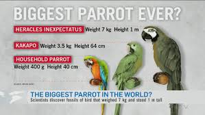 An illustration of heracles inexpectatus. Evidence Of Herculean Parrot Found In New Zealand Ctv News