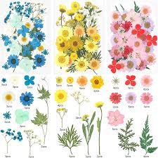 Continue reading for some of the best flowers for drying crafts. Buy Ifancer Dried Pressed Flowers For Resin Small Real Pressed Flowers Natural Dry Leaves Bulk For Scrapbooking Resin Jewelry Card Candle Making Diy Art Crafts 105 Pcs 28 Colors Online In Taiwan B08nvnnv4q