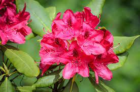 The rhododendron types are fussier, preferring environments where it is neither too hot nor too cold (zones 5 to 8). 13 Types Of Rhododendrons Photos Details Trees Com