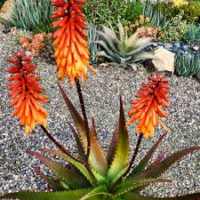 Image result for Aloe arborescens × inyangensis