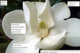 Image result for Magnoliaceae