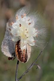 Milkweed Floss Definition Sources Uses Milkweed Pods Milkweed Seeds Asclepias
