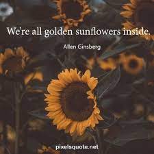 Sep 16, 2021 · i want to be like a sunflower so even on the darkest days i will stand tall and find the light. 80 Sunflower Quotes With Beautiful Images Pixelsquote Net
