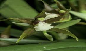 Image result for Cribbia