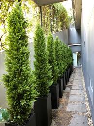 All we need is some magic. Boxwood Conifers And Topiary
