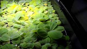 Find seeds for purchase at true leaf market. Dwarf Water Lettuce When You Got Too Much Youtube