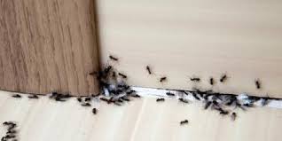 how to get rid of ants in the bathroom