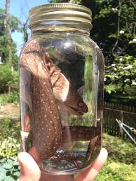 Pin On Taxidermy Wet Specimens More
