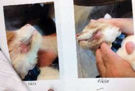 Feline symptoms include scratching, open and oozing any cat can become allergic to the bites of fleas. Feline Miliary Dermatitis In Cats Flea Allergy Dermatitis Stem Cell Safari