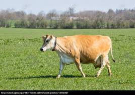 Jersey kuh ist ein originelles einzelprodukt. Jersey Kuh Auf Einer Grunen Wiese Lizenzfreies Bild 14160307 Bildagentur Panthermedia