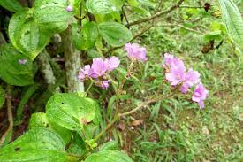 Image result for Calvoa