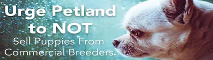 Petland fort walton beach , fl. Say No To Importing Puppies Charleston Animal Society