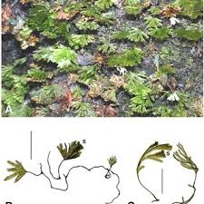 Image result for Crepidomanes chevalieri