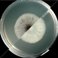Image result for Asparagus aspergillus