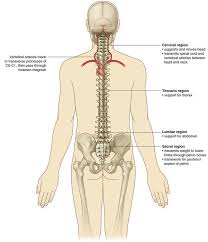 Having a broken back can mean many different things, and it doesn't necessarily mean that you have spinal cord damage. Back Clinical Gate
