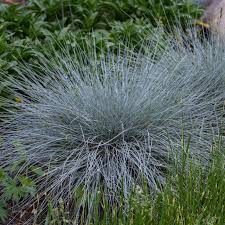 Image result for Festuca