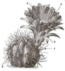 Image result for Cactaceae