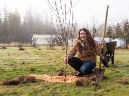 The best time to plant trees is as early in the spring as possible after the frost has left the ground but after it has dried out a bit from snowmelt. When And How To Plant Fruit Trees