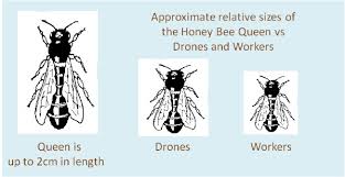 the honey bee life cycle