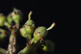 Image result for Heteropyxidaceae