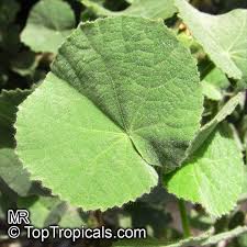 Image result for Abutilon indicum