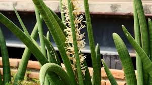Image result for Sansevieria dooneri