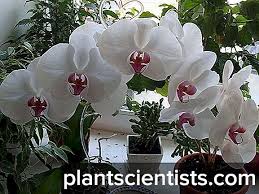 Maybe you would like to learn more about one of these? Cara Penjagaan Rumah Orkid Masalah Orkid Daun Kuning Lemak Orkid Kenapa Orkid Tidak Mekar