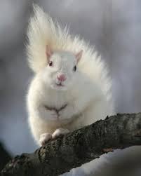 Black And White Squirrel Like Animal Wouldn T You Like To Feed A Squirrel Like Me Today Call Now 1 800 Nutz4you Albino Animals Animals Cute Squirrel