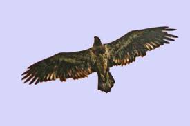 See more ideas about birds of prey, prey, eagles. Eagle Identification