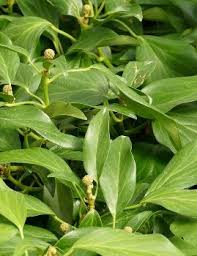It is commonly called persian ivy or colchis ivy. Hedera Colchica Fall Favourite Kaukasischer Strauch Efeu Haussermann Stauden Und Geholze