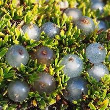 Image result for Coptosperma