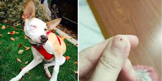 Fleas are alive so when you try to check your dog's fur they will hide. How To Get Rid Of Fleas On Your Dog And In Your House The Dodo