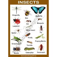 They are invertebrates, which means they have no backbone. A4 Laminated Insects Chart For Kids Shopee Philippines