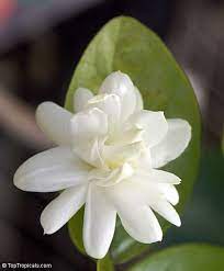 Jasminum Sambac Jasminum Sambac Plants Flora Flowers