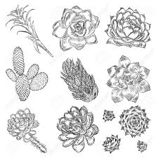 Succulent doodles | how to draw succulents step by step — sweet planit. Cute Cactus Illustrations Handmade Set Hand Drawn Outline Cacti Royalty Free Cliparts Vectors And Stock Illustration Image 111553030