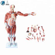 The muscles of the human body can be categorized into a number of groups which include muscles relating to the head and neck, muscles of the torso or trunk, muscles of the upper limbs, and muscles of the lower limbs. 80cm Human Full Body Muscles Torso Model With Internal Organs Buy 80cm Human Full Body Muscles Torso Model With Internal Organs Human Anatomy Torso Model Muscles Torso Model Product On Alibaba Com