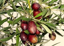 Pin By Anas On Olives Olives Oil Olive Oil Olive Fruit