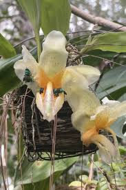 Image result for Rangaeris