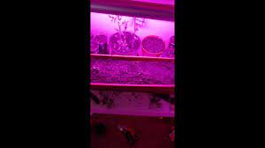 For indoor plants, a light that imitates the sunshine is essentially what is needed. Durolux Dled824w Led Grow Light Monios L Led Grow Light Full Spectrum Review Youtube