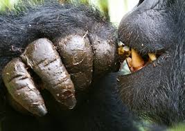 We did not find results for: How Strong Is A Gorillas Gorilla Strength Facts Pamoja Safaris