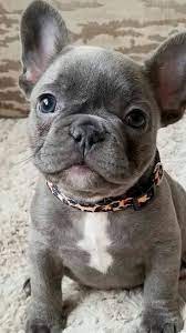 They are an expensive breed, however, and one that can come with a high lifetime cost of ownership. Tumblr Bulldog Puppies French Bulldog Breed Bulldog