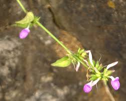 Image result for Dicliptera sp. C