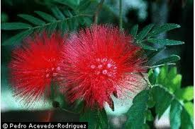Image result for Calliandra haematocephala