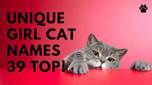 The choice is endless, but the end result will be just right. Female Cat Names Starting With S 27 Best Cute Names Names Youtube