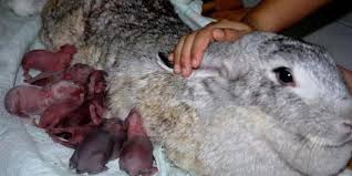 Apakah kelinci merupakan kelinci hias? 7 Cara Merawat Anak Kelinci Dari Lahir Hingga Dewasa Pintarpet