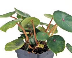 Image result for Begonia clypeifolia