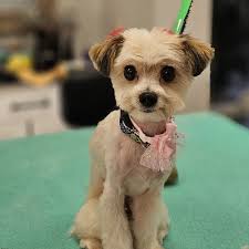 TOP 10 BEST Pets in Turlock, CA