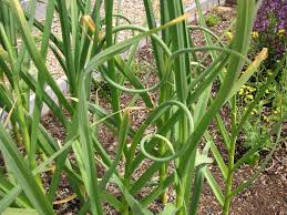 These garlic were planted in the middle of october 2016. Its Garlic Harvesting Time That Bloomin Garden