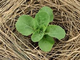 Mulching a vegetable garden with sheets of black plastic film can do wonders. Mulch Hot Weather Vegetable Garden Protection Harvest To Table