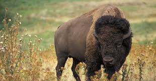 Rd.com knowledge facts nope, it's not the president who appears on the $5 bill. By 9000 Bce The Bison Also Called A Trivia Questions Quizzclub
